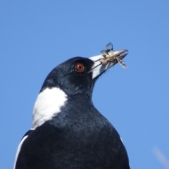 Gymnorhina tibicen (Australian Magpie) at Red Hill Nature Reserve - 1 Apr 2019 by roymcd