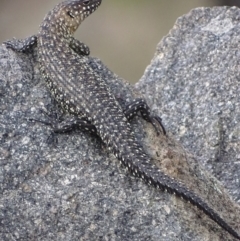 Egernia cunninghami (Cunningham's Skink) at Red Hill Nature Reserve - 1 Apr 2019 by roymcd