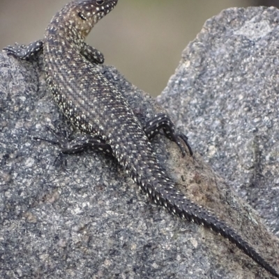 Egernia cunninghami (Cunningham's Skink) at Garran, ACT - 1 Apr 2019 by roymcd