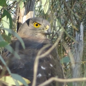 Tachyspiza fasciata at Garran, ACT - 12 Apr 2019