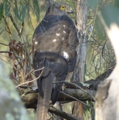 Tachyspiza fasciata at Garran, ACT - 12 Apr 2019