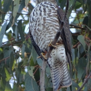 Tachyspiza cirrocephala at Red Hill, ACT - 10 Apr 2019