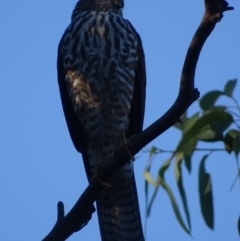 Accipiter cirrocephalus at Red Hill, ACT - 10 Apr 2019