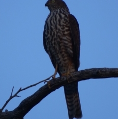 Accipiter cirrocephalus at Red Hill, ACT - 10 Apr 2019