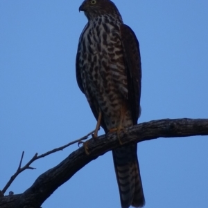 Accipiter cirrocephalus at Red Hill, ACT - 10 Apr 2019