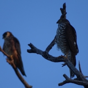 Accipiter cirrocephalus at Red Hill, ACT - 10 Apr 2019