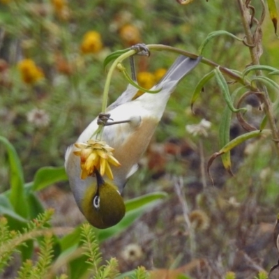 Zosterops lateralis (Silvereye) at Acton, ACT - 12 Apr 2019 by RodDeb