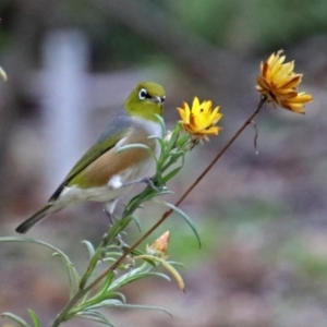 Zosterops lateralis at Acton, ACT - 12 Apr 2019