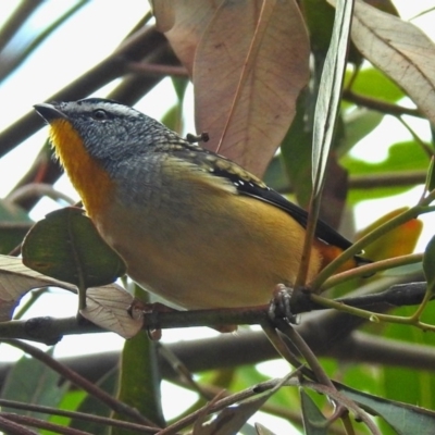 Pardalotus punctatus (Spotted Pardalote) at Acton, ACT - 12 Apr 2019 by RodDeb