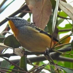 Pardalotus punctatus at Acton, ACT - 12 Apr 2019