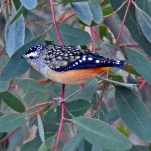 Pardalotus punctatus at Acton, ACT - 12 Apr 2019