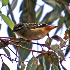 Pardalotus punctatus at Acton, ACT - 12 Apr 2019 03:06 PM