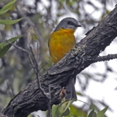 Eopsaltria australis (Eastern Yellow Robin) at ANBG - 12 Apr 2019 by RodDeb