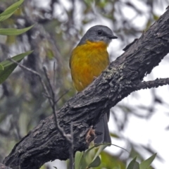 Eopsaltria australis (Eastern Yellow Robin) at Acton, ACT - 12 Apr 2019 by RodDeb