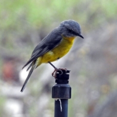 Eopsaltria australis at Acton, ACT - 12 Apr 2019