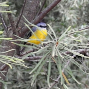 Eopsaltria australis at Acton, ACT - 12 Apr 2019