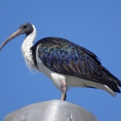 Threskiornis spinicollis (Straw-necked Ibis) at Majura, ACT - 11 Apr 2019 by roymcd