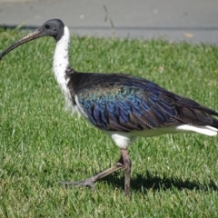 Threskiornis spinicollis at Majura, ACT - 11 Apr 2019