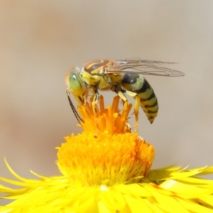 Bembix sp. (genus) at Acton, ACT - 20 Mar 2019