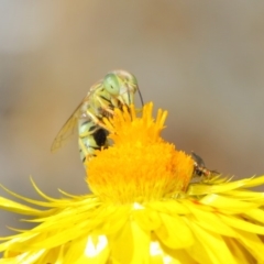 Bembix sp. (genus) at Acton, ACT - 20 Mar 2019