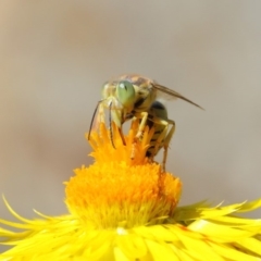 Bembix sp. (genus) at Acton, ACT - 20 Mar 2019