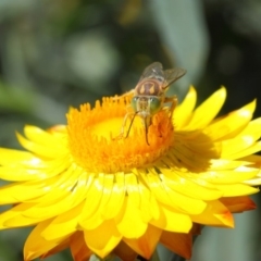 Bembix sp. (genus) at Acton, ACT - 20 Mar 2019