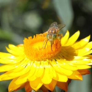 Bembix sp. (genus) at Acton, ACT - 20 Mar 2019