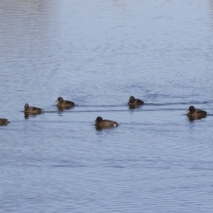 Aythya australis at Michelago, NSW - 1 Jul 2017