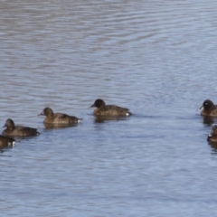 Aythya australis at Michelago, NSW - 1 Jul 2017