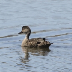 Anas gracilis (Grey Teal) at Michelago, NSW - 28 Oct 2018 by Illilanga