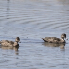 Anas gracilis at Michelago, NSW - 29 Oct 2018