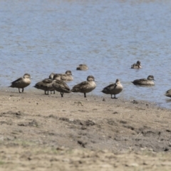 Anas gracilis at Michelago, NSW - 29 Oct 2018