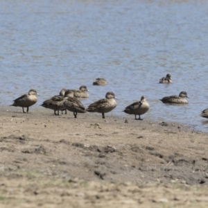 Anas gracilis at Michelago, NSW - 29 Oct 2018