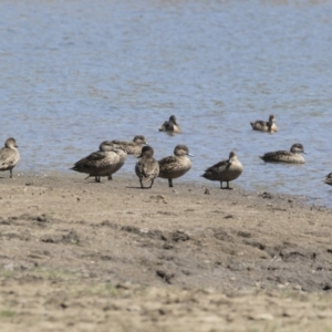 Anas gracilis at Michelago, NSW - 29 Oct 2018