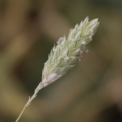 Phalaris aquatica (Phalaris, Australian Canary Grass) at Illilanga & Baroona - 30 Mar 2019 by Illilanga