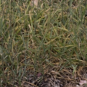 Phalaris aquatica at Michelago, NSW - 30 Mar 2019