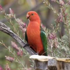 Alisterus scapularis (Australian King-Parrot) at Michelago, NSW - 10 Dec 2018 by Illilanga