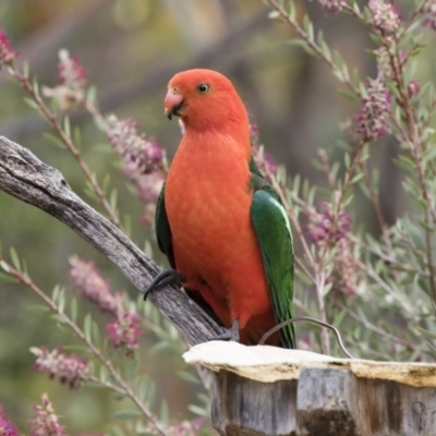 Alisterus scapularis (Australian King-Parrot) at Illilanga & Baroona - 9 Dec 2018 by Illilanga