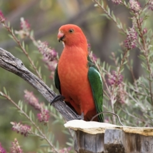 Alisterus scapularis at Michelago, NSW - 10 Dec 2018