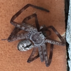 Unidentified Huntsman spider (Sparassidae) (TBC) at Mirador, NSW - 12 Apr 2019 by hynesker1234
