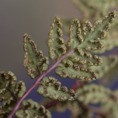 Cheilanthes austrotenuifolia (Rock Fern) at Illilanga & Baroona - 30 Mar 2019 by Illilanga