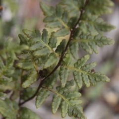 Cheilanthes austrotenuifolia at Illilanga & Baroona - 30 Mar 2019