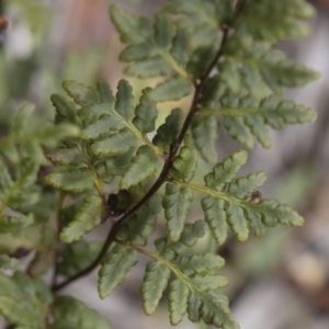 Cheilanthes austrotenuifolia at Illilanga & Baroona - 30 Mar 2019