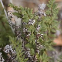 Cheilanthes austrotenuifolia at Illilanga & Baroona - 30 Mar 2019 11:25 AM