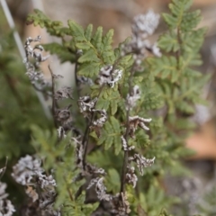Cheilanthes austrotenuifolia at Illilanga & Baroona - 30 Mar 2019