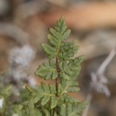 Cheilanthes austrotenuifolia at Illilanga & Baroona - 30 Mar 2019