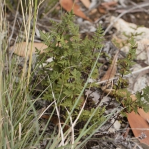 Cheilanthes austrotenuifolia at Illilanga & Baroona - 30 Mar 2019