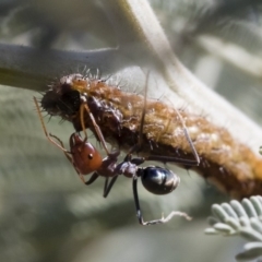Iridomyrmex purpureus (Meat Ant) at Michelago, NSW - 12 Jan 2019 by Illilanga