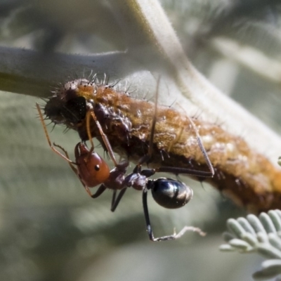 Iridomyrmex purpureus (Meat Ant) at Michelago, NSW - 11 Jan 2019 by Illilanga