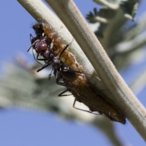 Iridomyrmex purpureus at Michelago, NSW - 12 Jan 2019